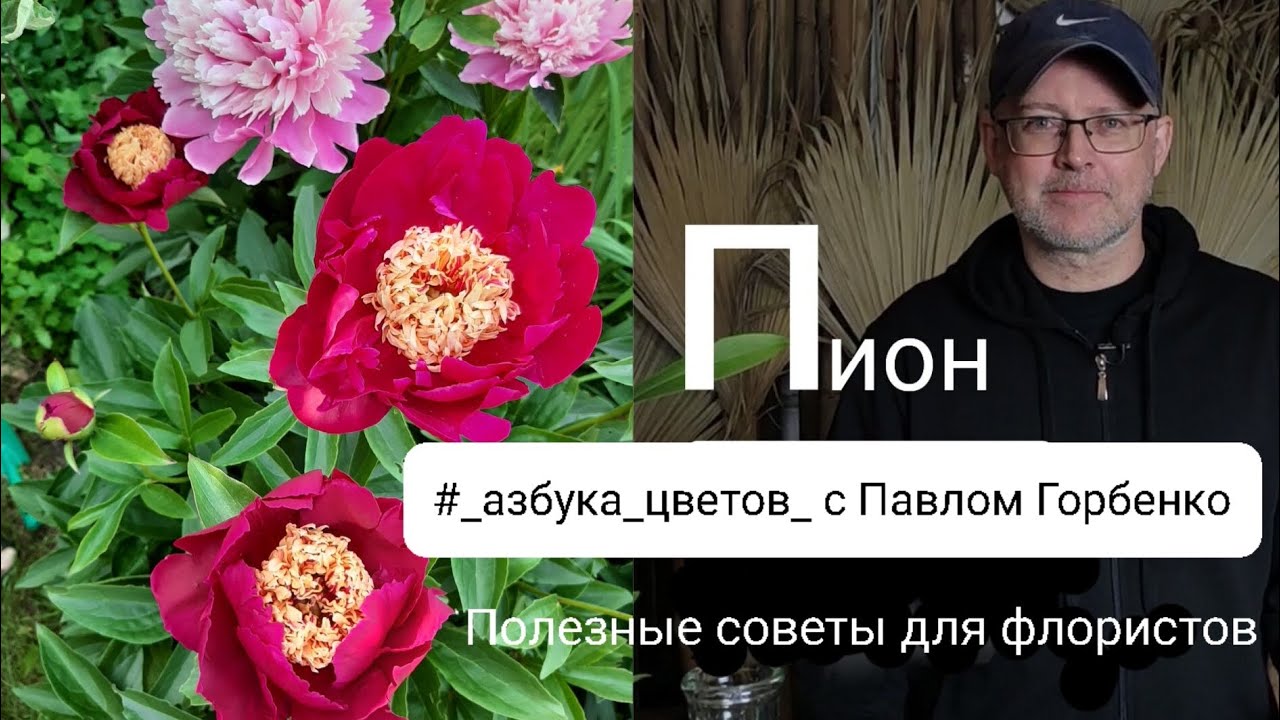 Пион. Полезные советы в 