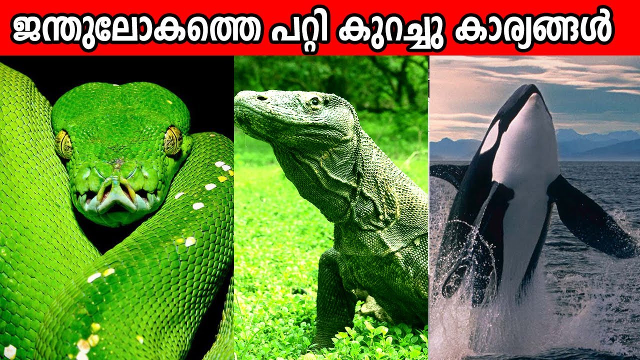 ഈ ലോകത്തിലെ ജന്തുക്കളിൽ ഒന്നാമതായി ഉള്ളവർ