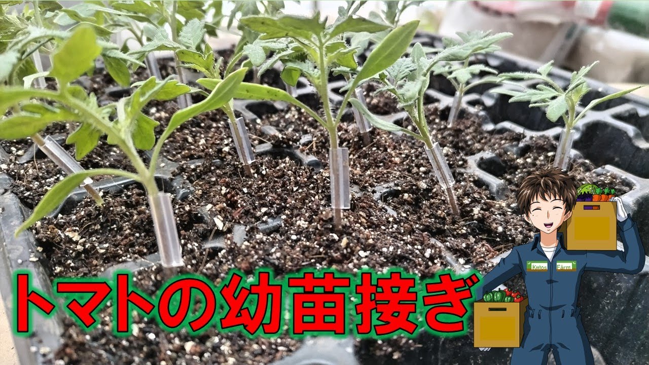 【トマト接木苗作り】結論から言うと失敗しました。残念です。