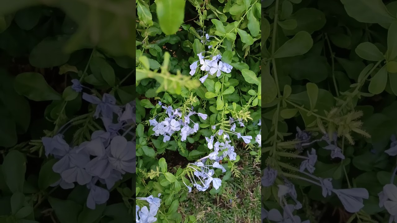 #plumbagoauriculata #serenity #love #flower #nature