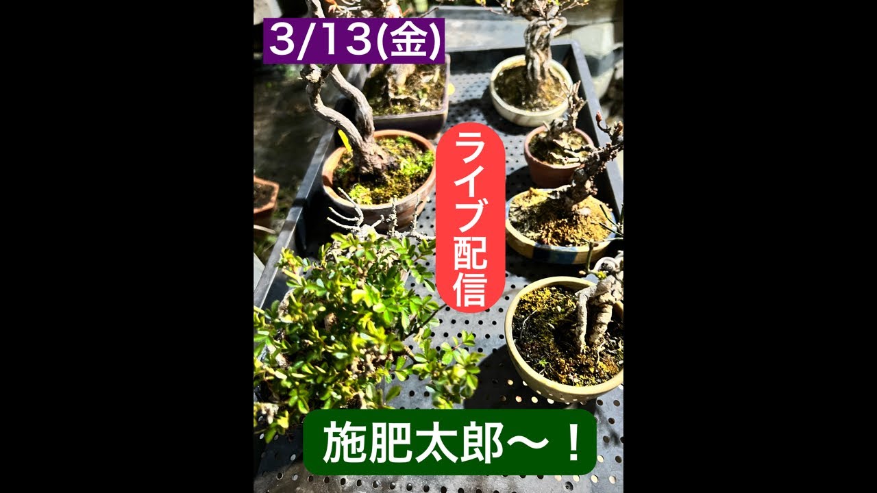 まるなかBONSAI がライブ配信中！