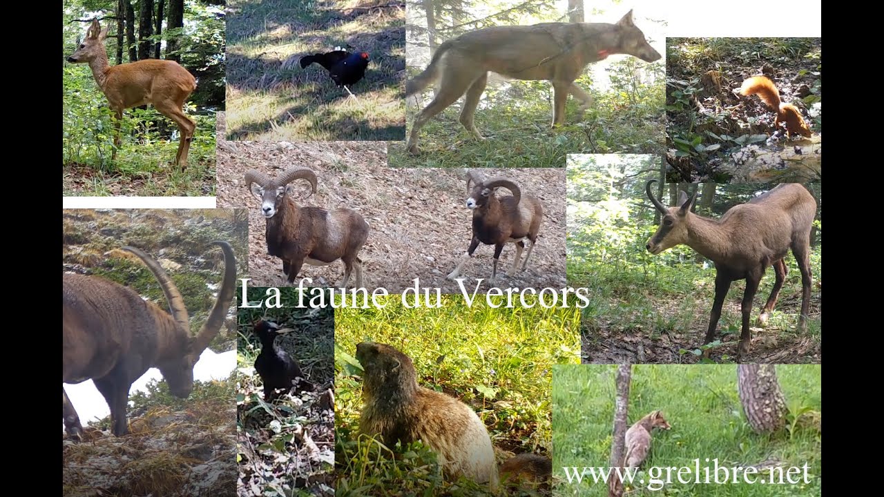 La faune du Vercors - www.Grelibre.net - 2017-2020