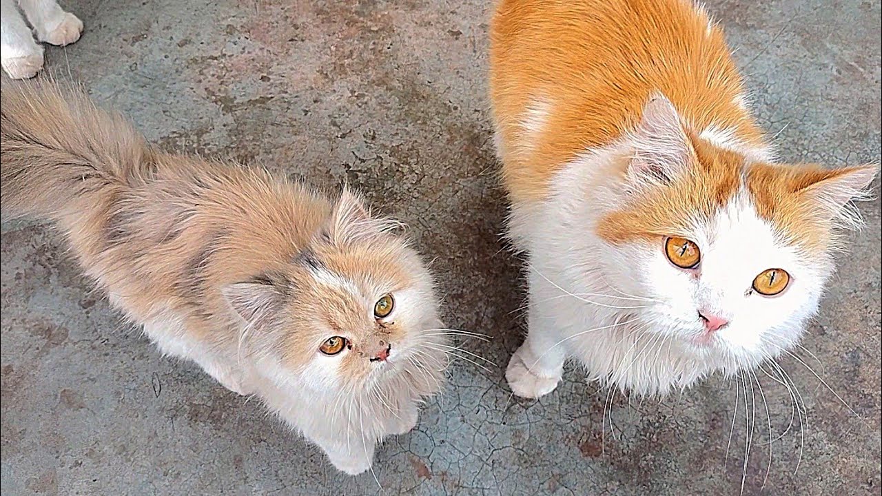 Why This Mother Cat and Her Kitten Won’t Stop Meowing for Something 🐱🔊