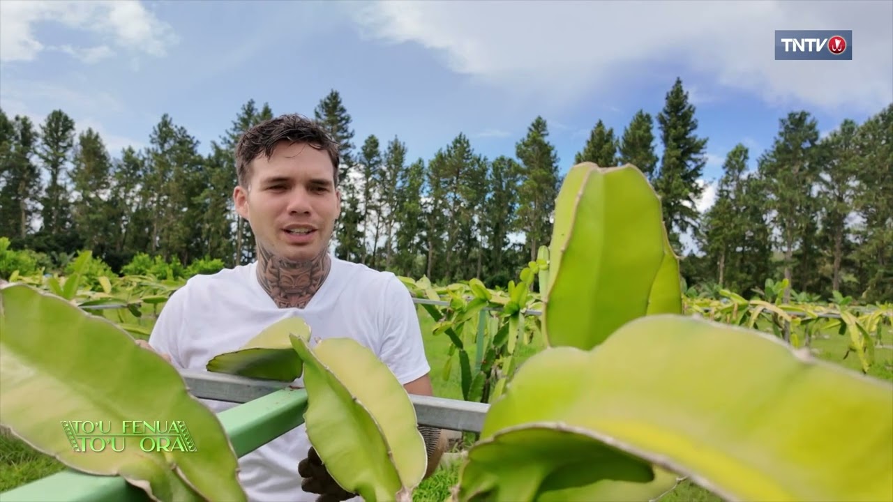 Les pitaya de Teva