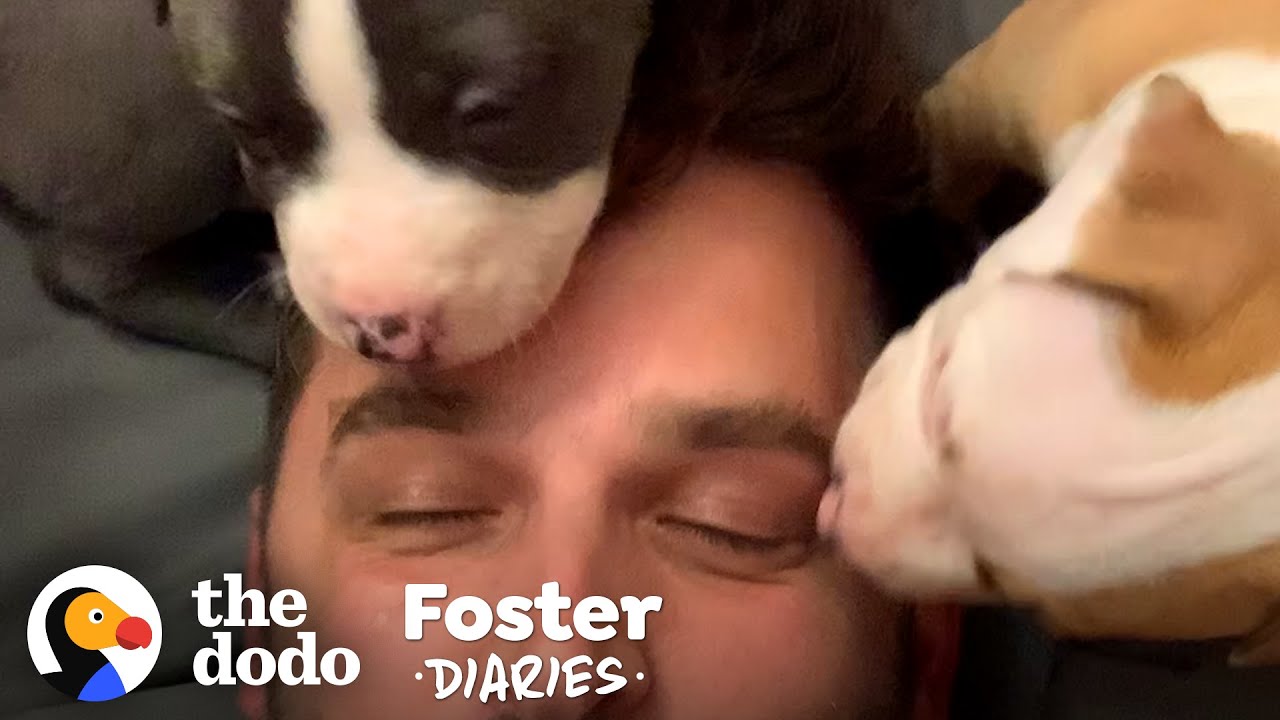 Hikers Find A Mama Dog Giving Birth | The Dodo Foster Diaries