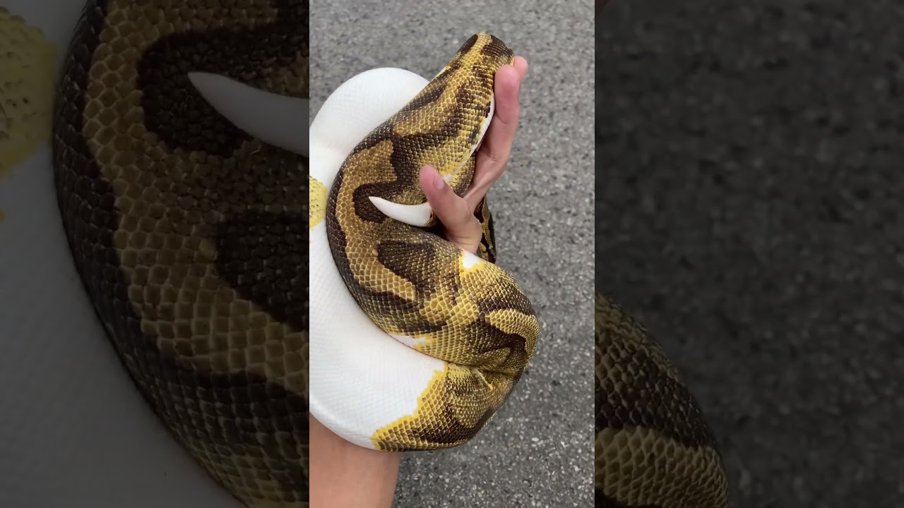 #ballpython #ballpythonmorphs  #python #reptiles #piedballpython #pythonregius #enchipied