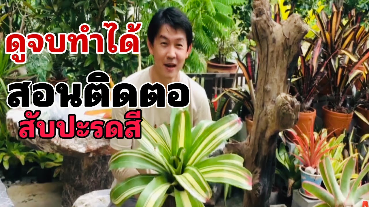สอนติดตอสับปะรดสีอย่างละเอียด   ดูจบทำได้เลย