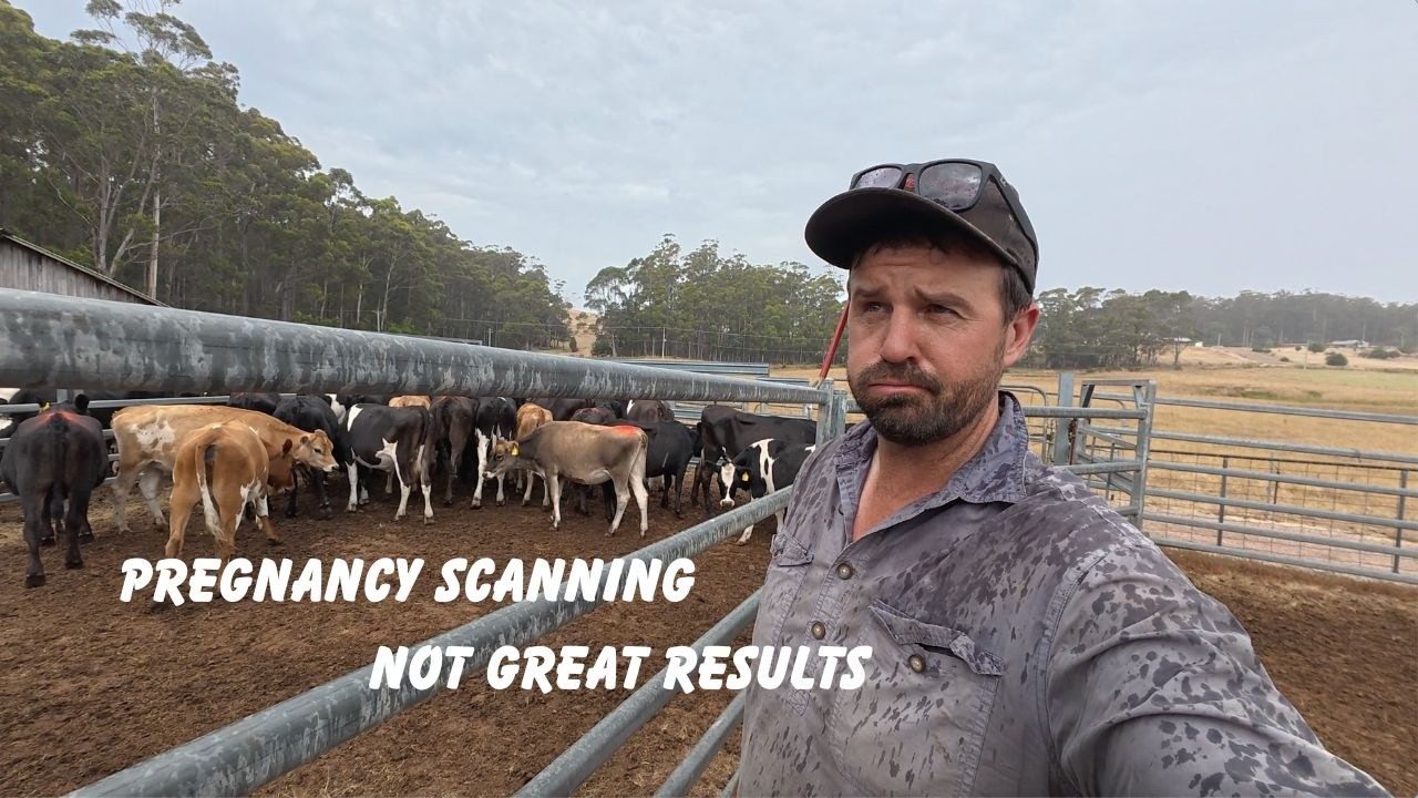 PREGNANCY TESTING 325 DAIRY COWS & HEIFERS || NOT A DISASTER BUT FAR FROM GOOD RESULTS