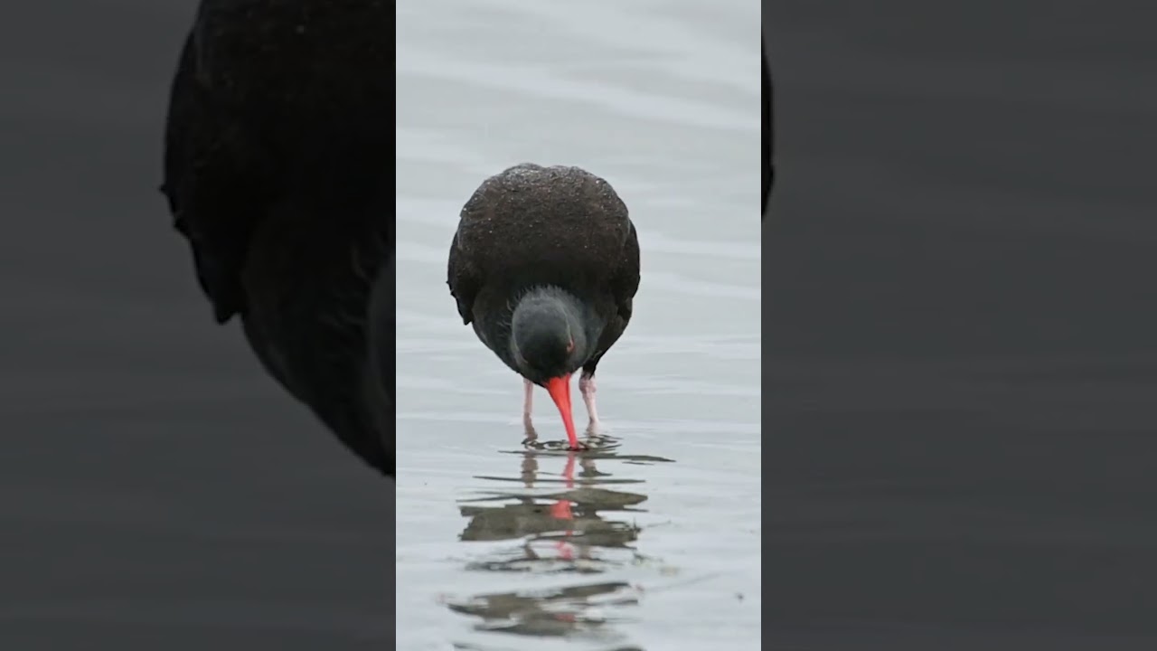 What black oystercatcher eat in winter #shorts