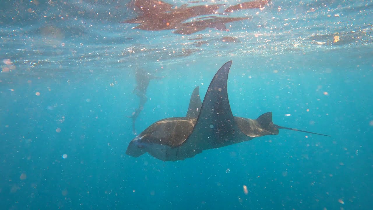 Ep 37: Swimming with Manta Rays in the Marquesas Islands