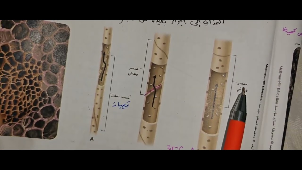 احياء 9متقدم.ف1. امتحان نهاية الفصل الاول 2024.2025. أ. محمد ميرة