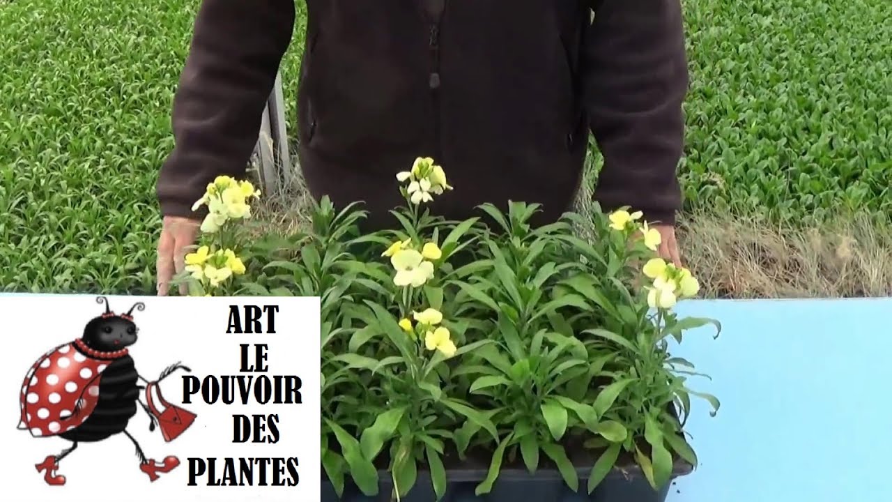 chaine de jardin:Comment faire un Semis de giroflées plante bisannuelle