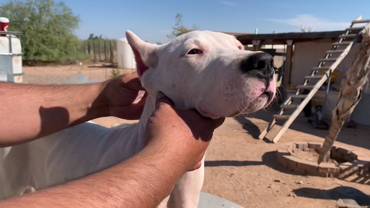 Dogo Argentino Puppies for Sale part 2