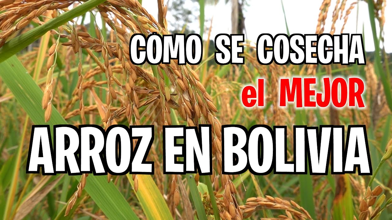 LA COSECHA DE ARROZ  |  Mucho trabajo que vale la pena