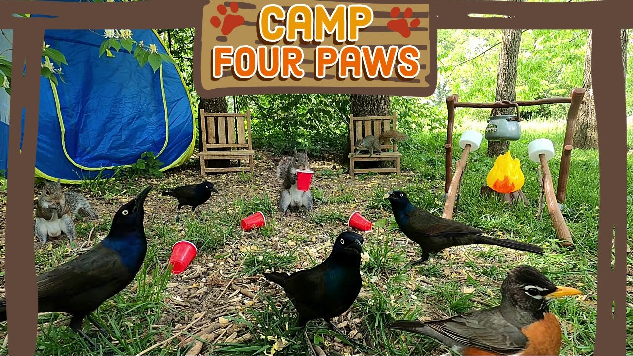 🐶😺 Cat TV | Dog TV [No Ad Breaks] 🐿️🐦Birds & Squirrels visit Camp Four Paws | TV for Pets