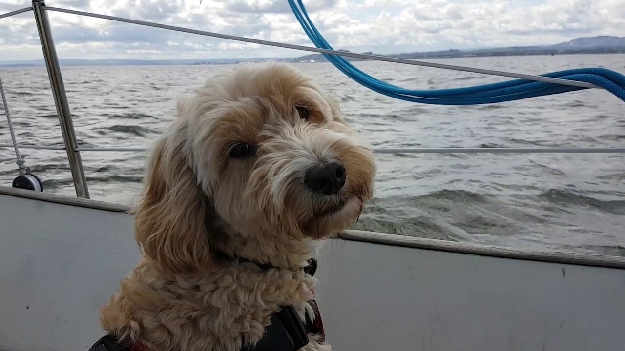 Westerly 25 - Armagnac - Sailing in the Firth of Forth