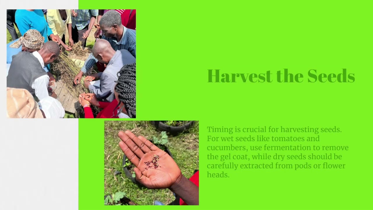 Seed Saving Masterclass 🌱 | How to Preserve Seeds for Food Security & Biodiversity