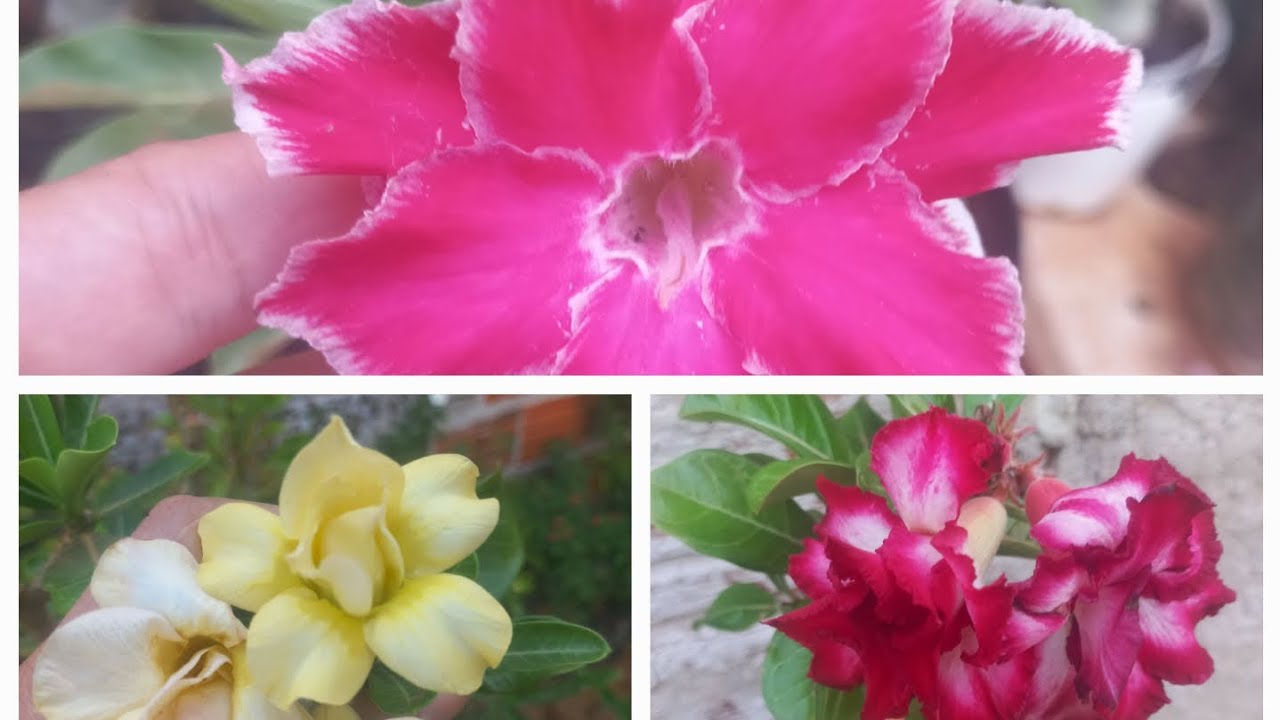 VAMOS VER FLORES E TIRÁ FLORES SECAS DAS ROSADODESERTO 