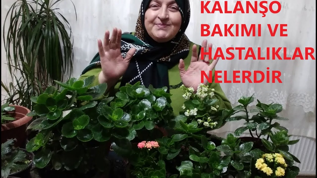 KALANŞO ÇİÇEĞİ  (KALANCHOE) BAKIMI NASIL YAPILIR /HASTALIKLARI NELERDİR ?