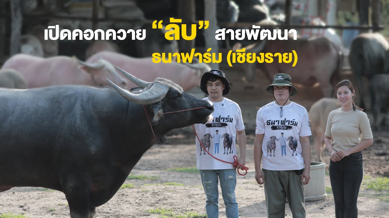 เปิดคอก 