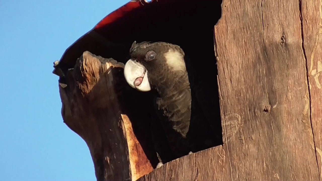 Constructing artificial nesting logs for Carnaby's Black Cockatoo.