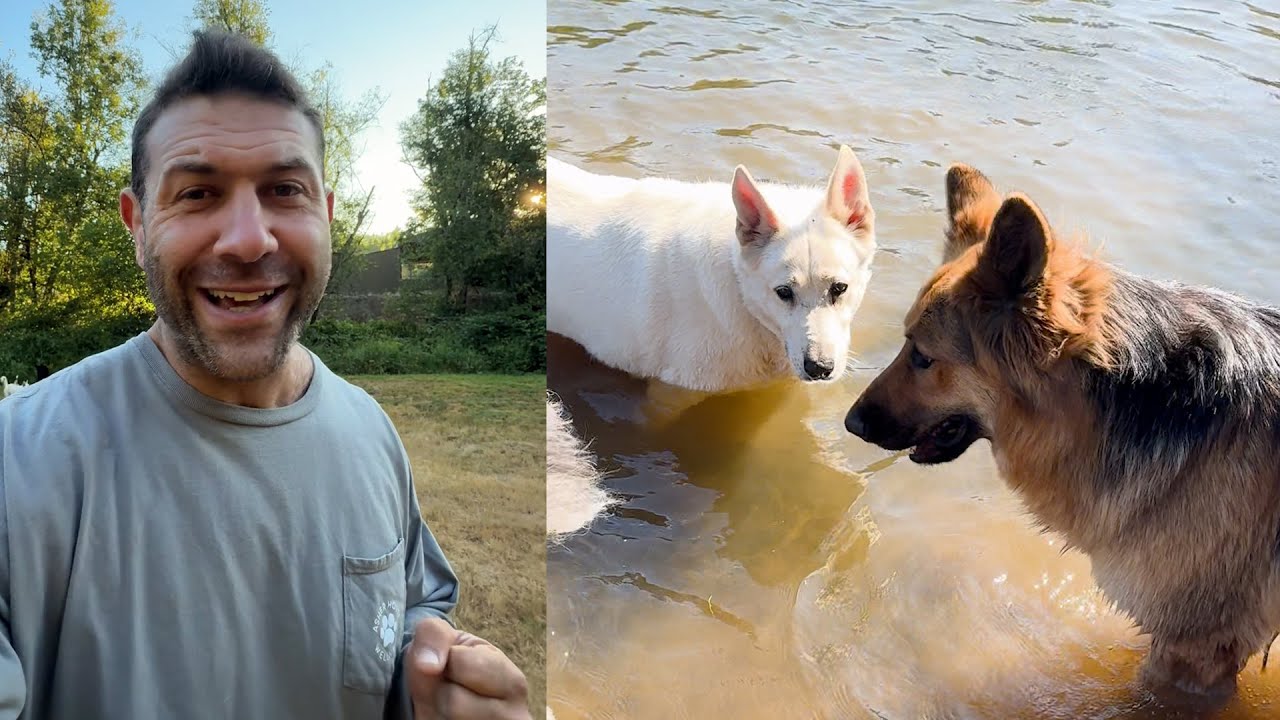 Pack intro of three bonded shepherds we adopted because the owner had to go into hospice | Lee Asher