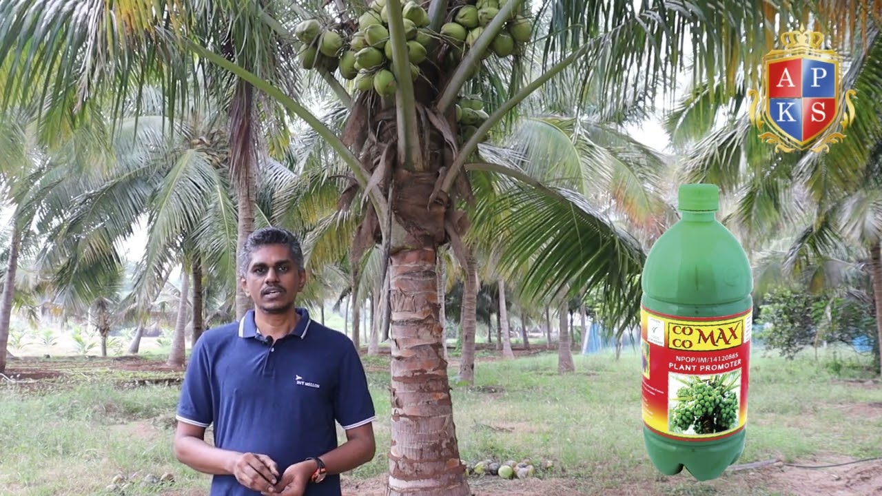 Coco Max - Coconut Farmer Sharing Cocomax Results after Using 3 Years of Experience.