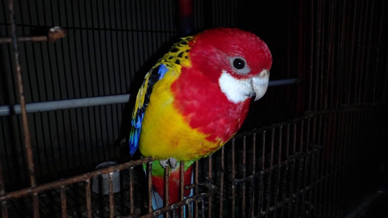 Western Rosella as Pet in Home