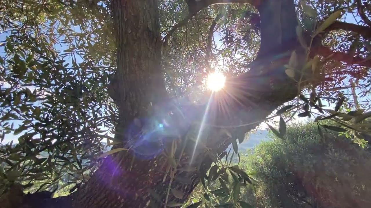 In vendita in Liguria, nel Golfo Dianese, una casa di campagna al mare