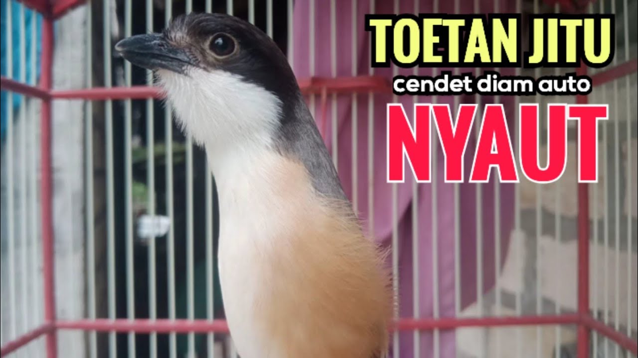 toet toet Suara cendet gacor Pagi Hari pancingan jitu BIKIN cendet diam langsung nyaut ikutan bunyi