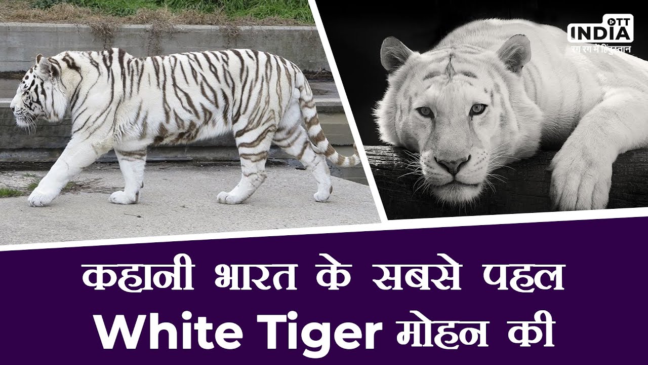Mohan White Tiger Story |  Story Of India's First White Tiger | Mohan White Tiger