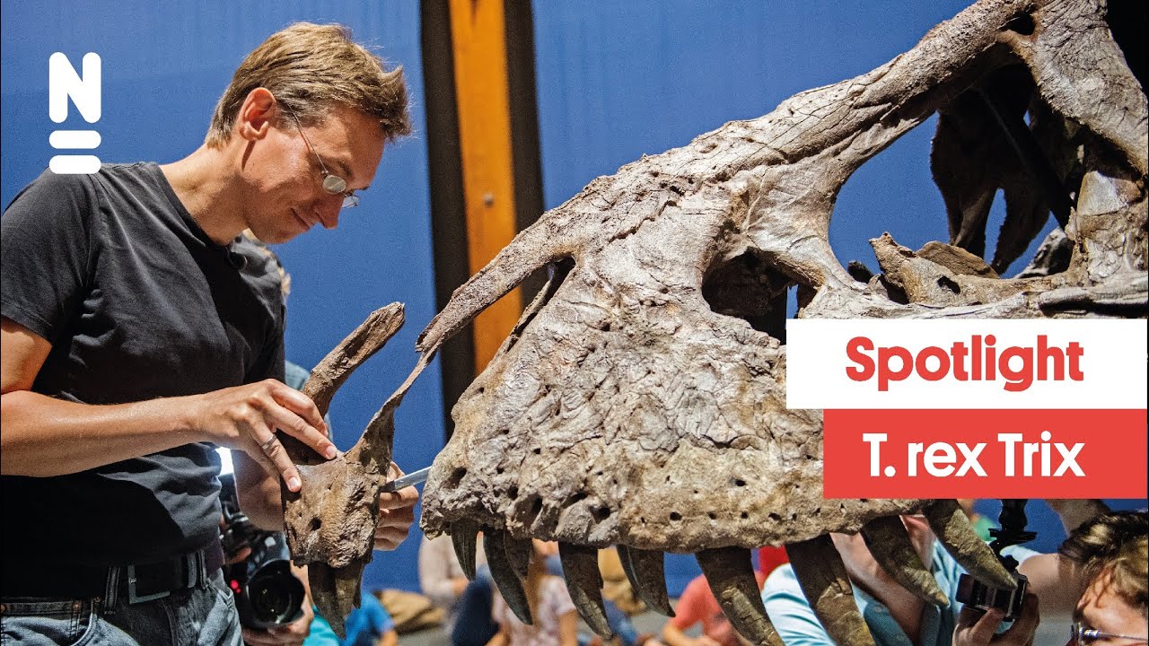 Spotlight: T.rex Trix