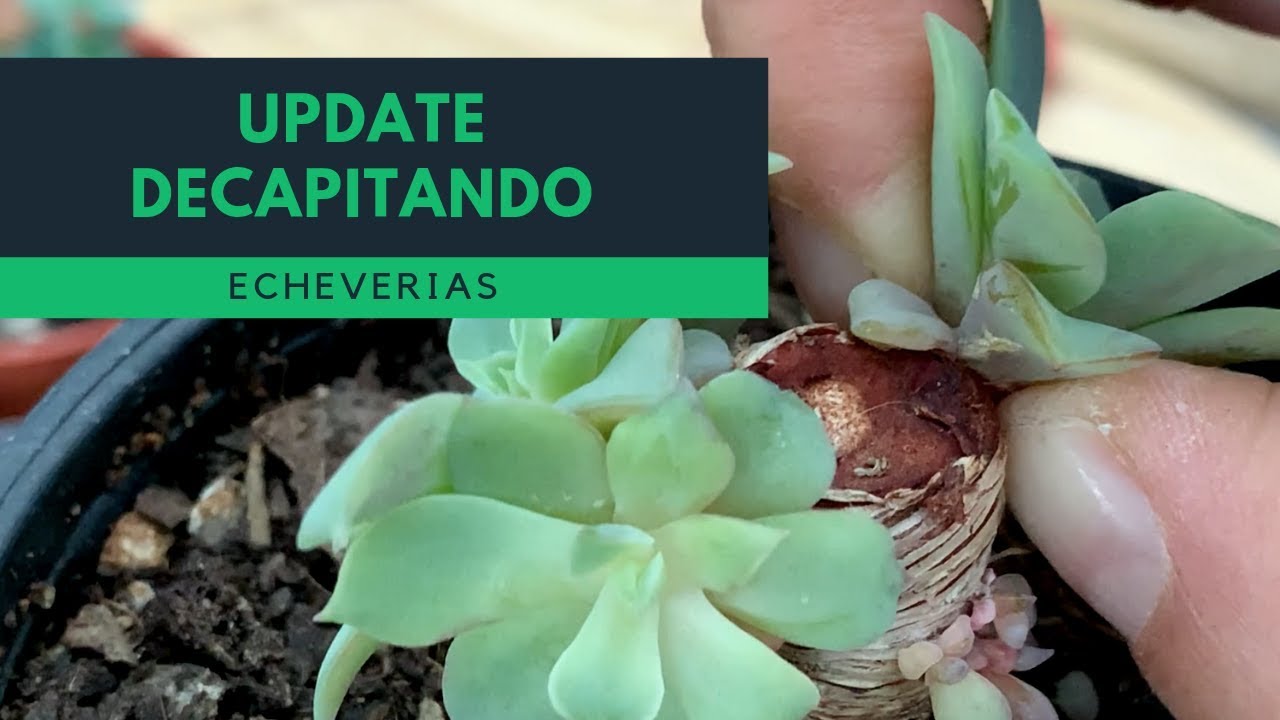 🌱 Propagando Exitosamente Echeverias Por Decapitación 🌱 🌿