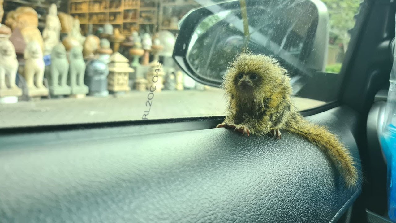 The smallest Cutest Marmoset Monkey Pet