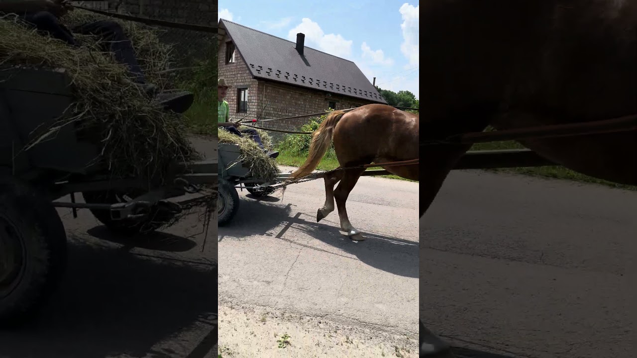 Strong and Graceful | Horse Pulling the Hay Wagon