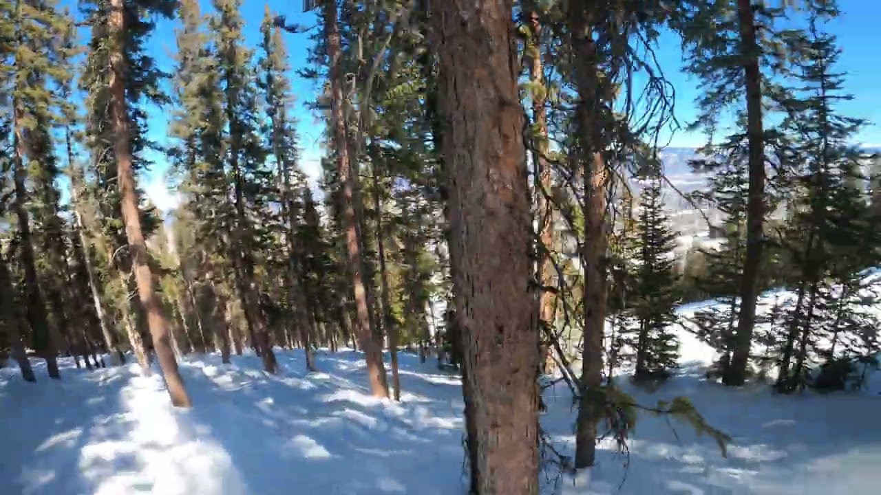 trees w J K and Z