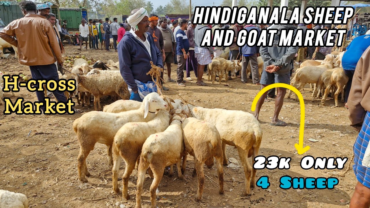 Hindiganala Sheep And Goat Market H-cross Sheep And Goat Market Full Detail Video Part 1