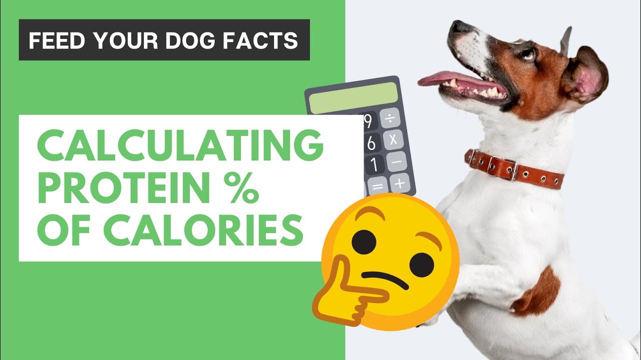 How to Calculate Percentage of Calories with Protein in Dog Food