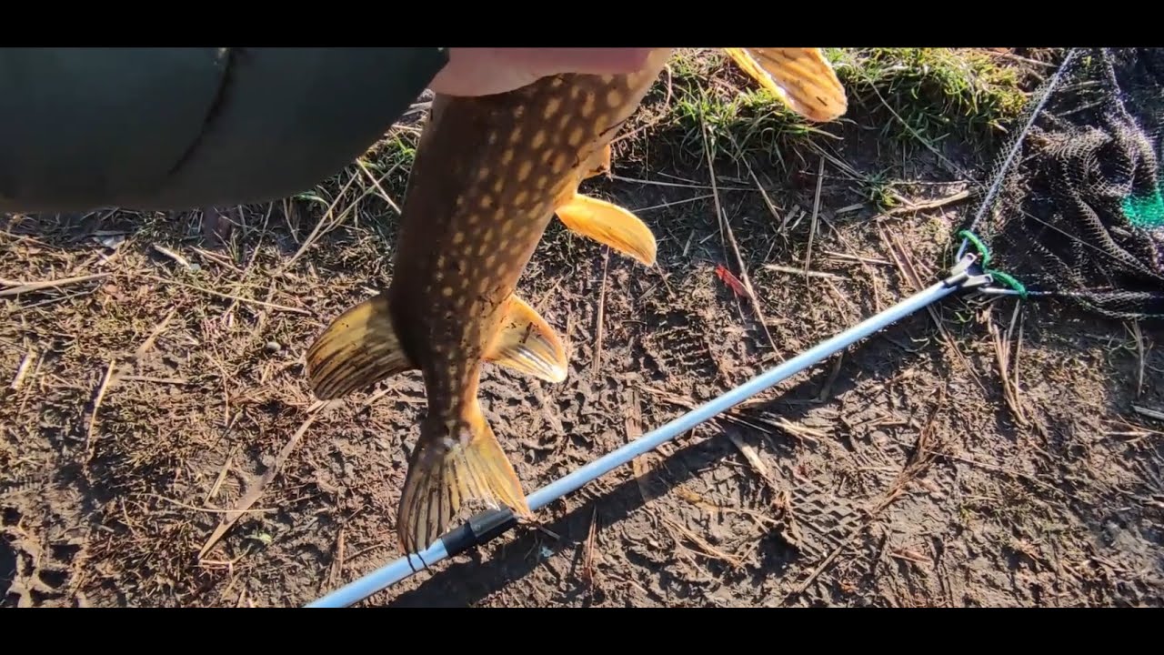 Konger Streeto air xul 198cm i cw od 0,5 do 5 gr opis i test .Duży przyłów w miejskim stawie .