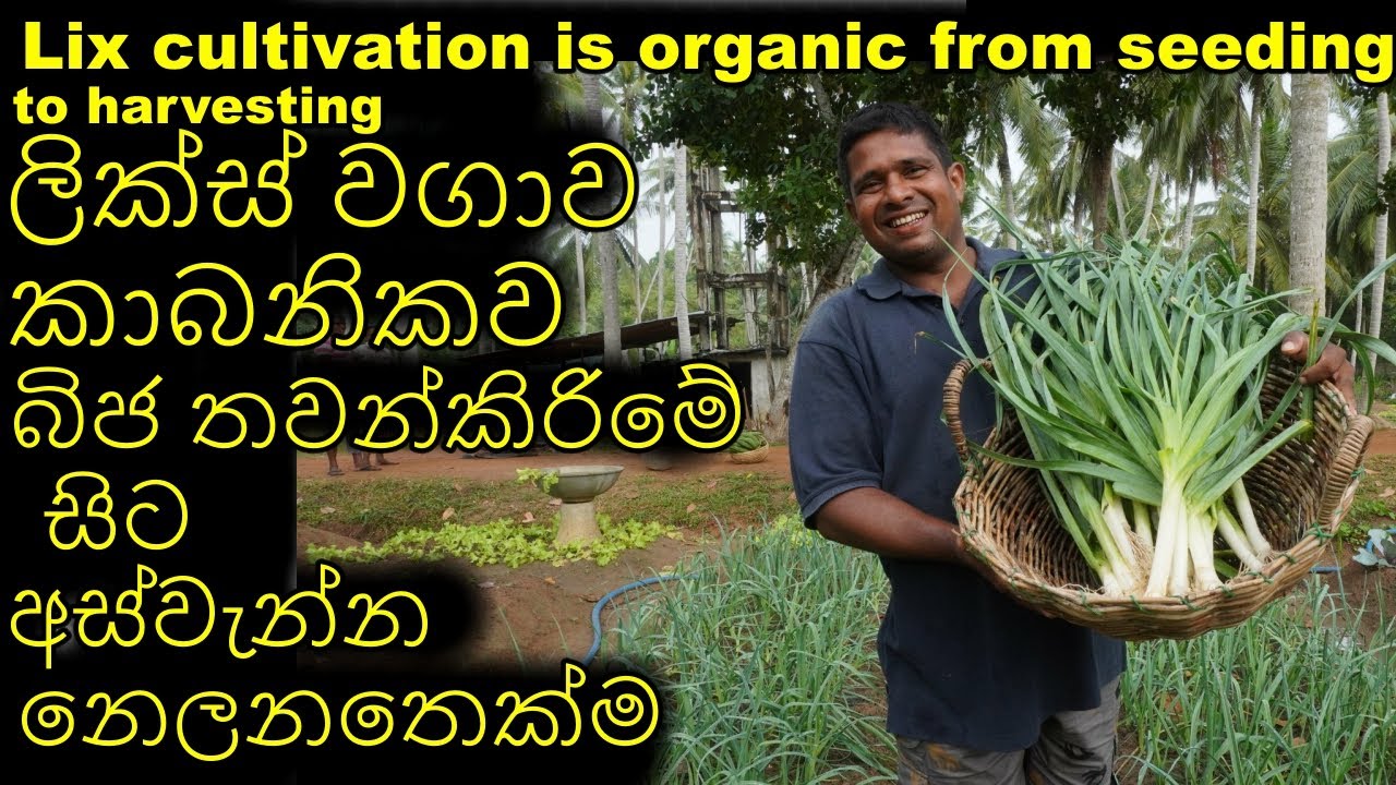 ලික්ස් වගාව කාබනිකව බිජ තවන්කිරිමේ සිට අස්වැන්න නෙලනතෙක්ම Lix cultivation is organic from seeding