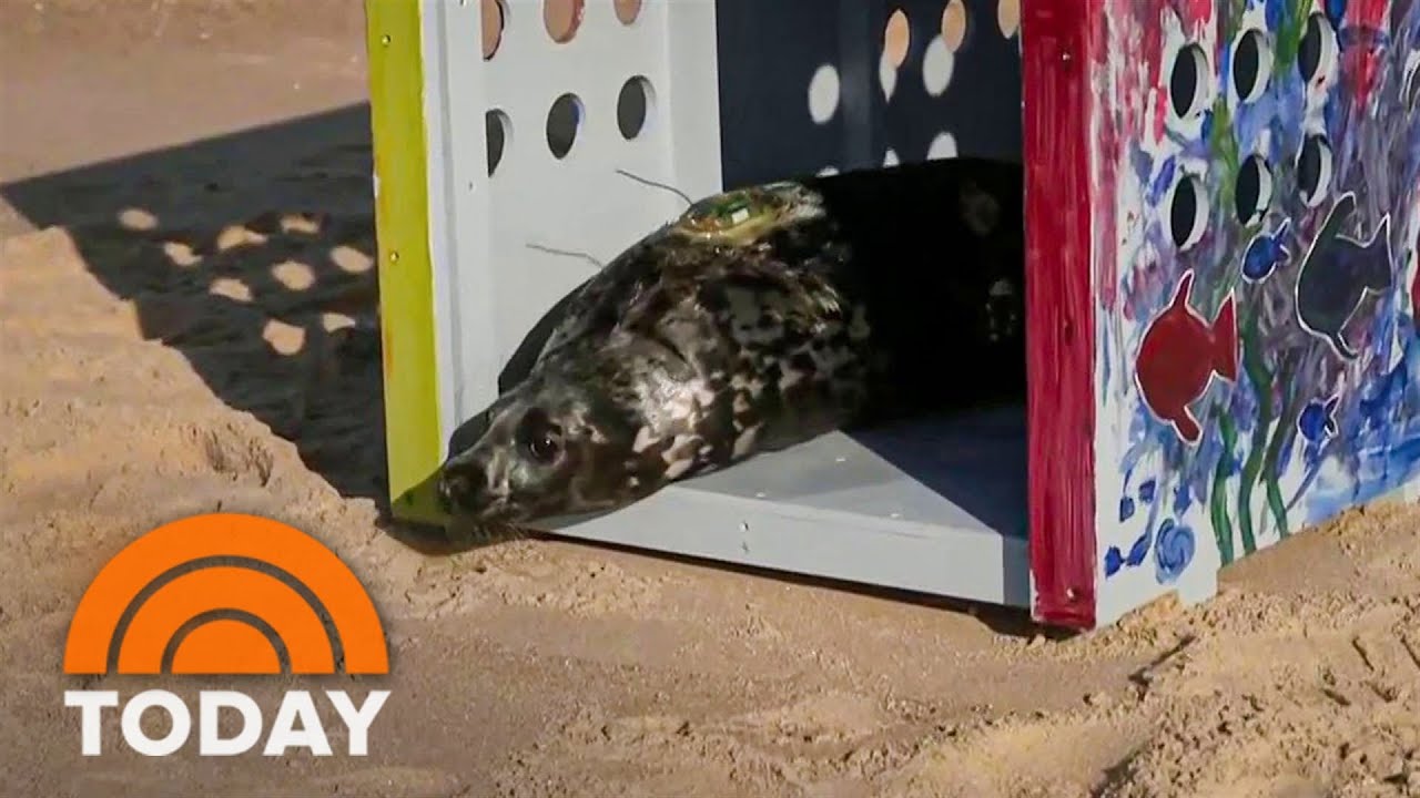 Watch: Mystic Aquarium releases rescued gray seal pup into ocean