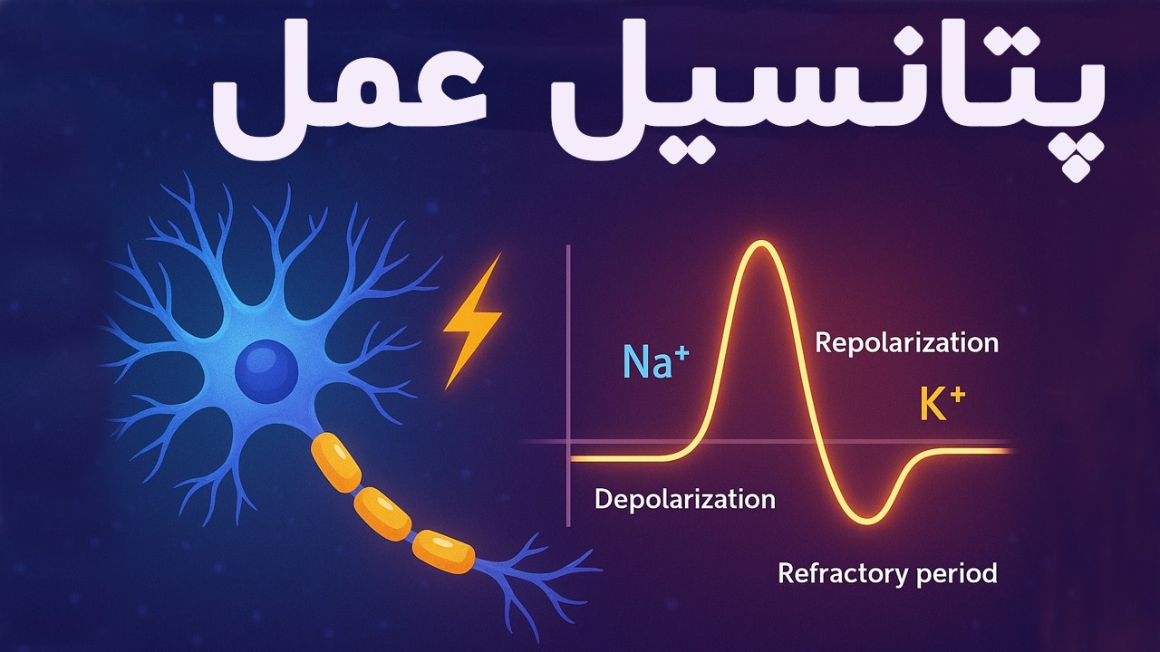 پتانسیل عمل- چگونگی ایجاد و انتقال پیام عصبی