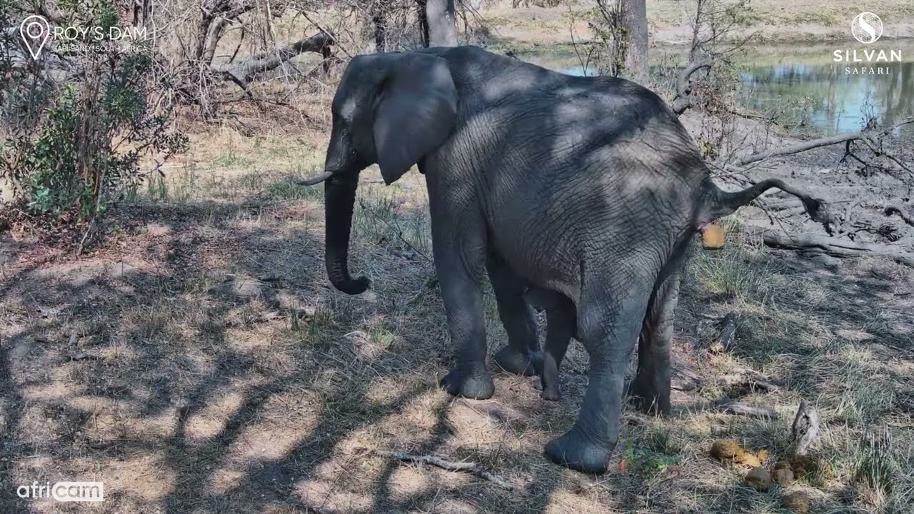 Tiny Elephant Stands Under Mum During Bathroom Break