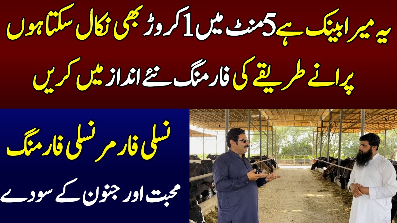 Dairy Farming Best business idea For Farmers In Pakistan