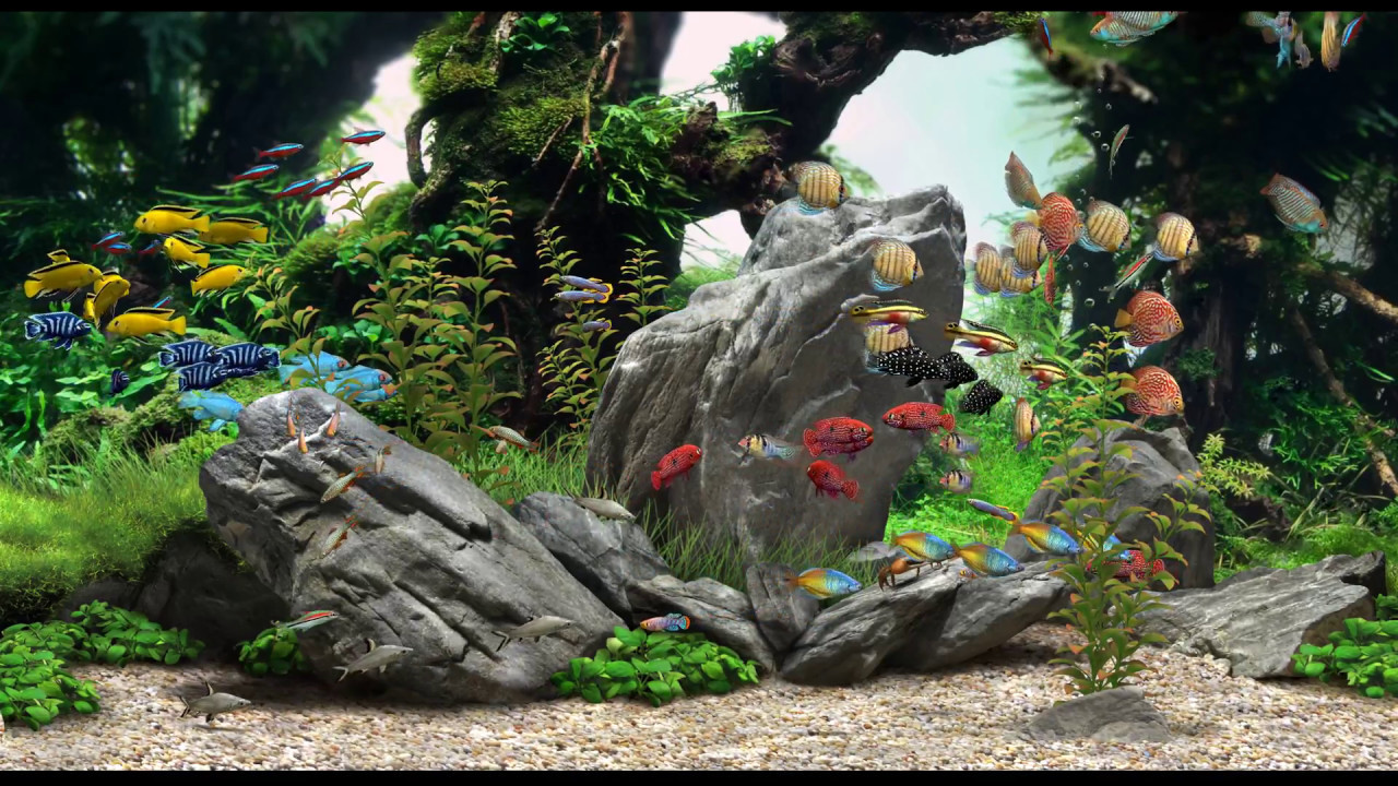 Dream Aquarium - Mixed #1 (4K)