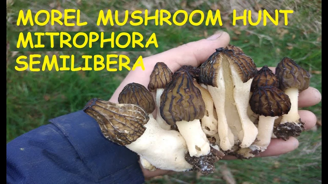 Morel Mushroom hunt - Mitrophora Semilibera