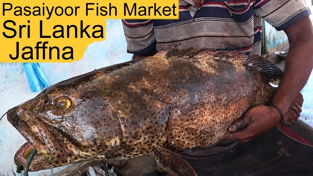 Jaffna Pasaiyoor Fish Market Sri Lanka e2