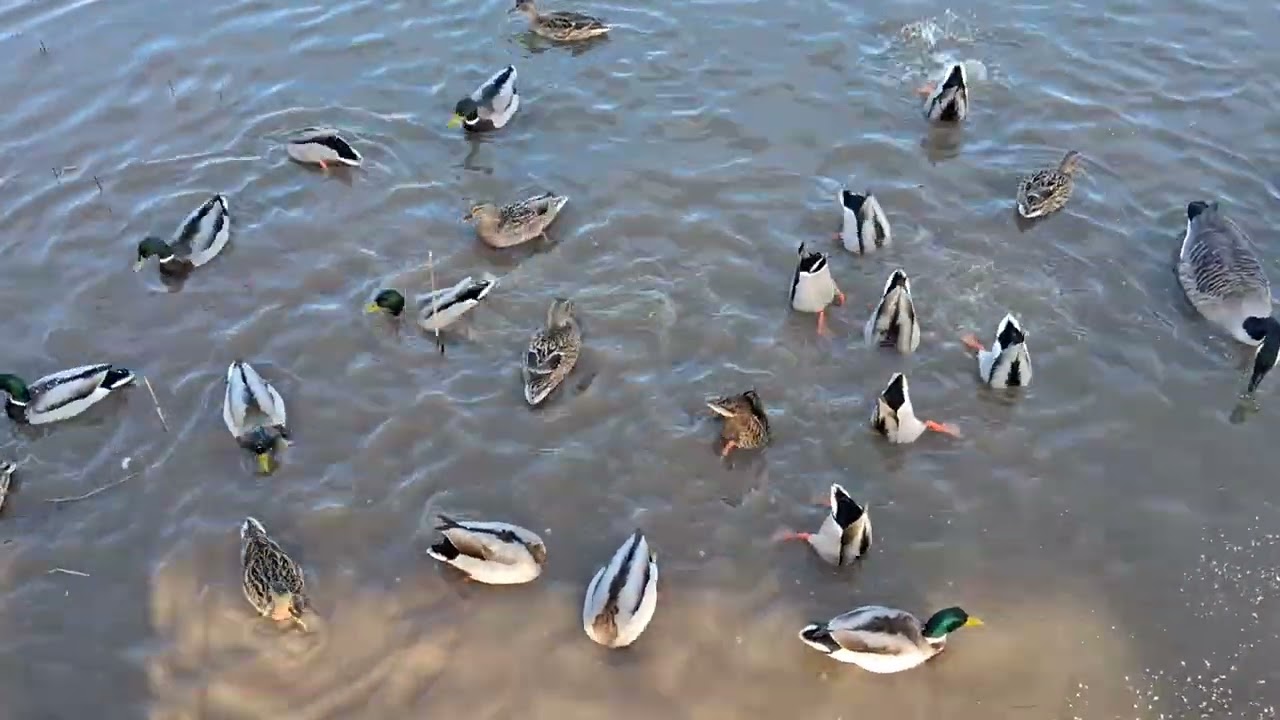Days out with Guy*Waters Edge Country Park Barton Upon Humber January 2026*