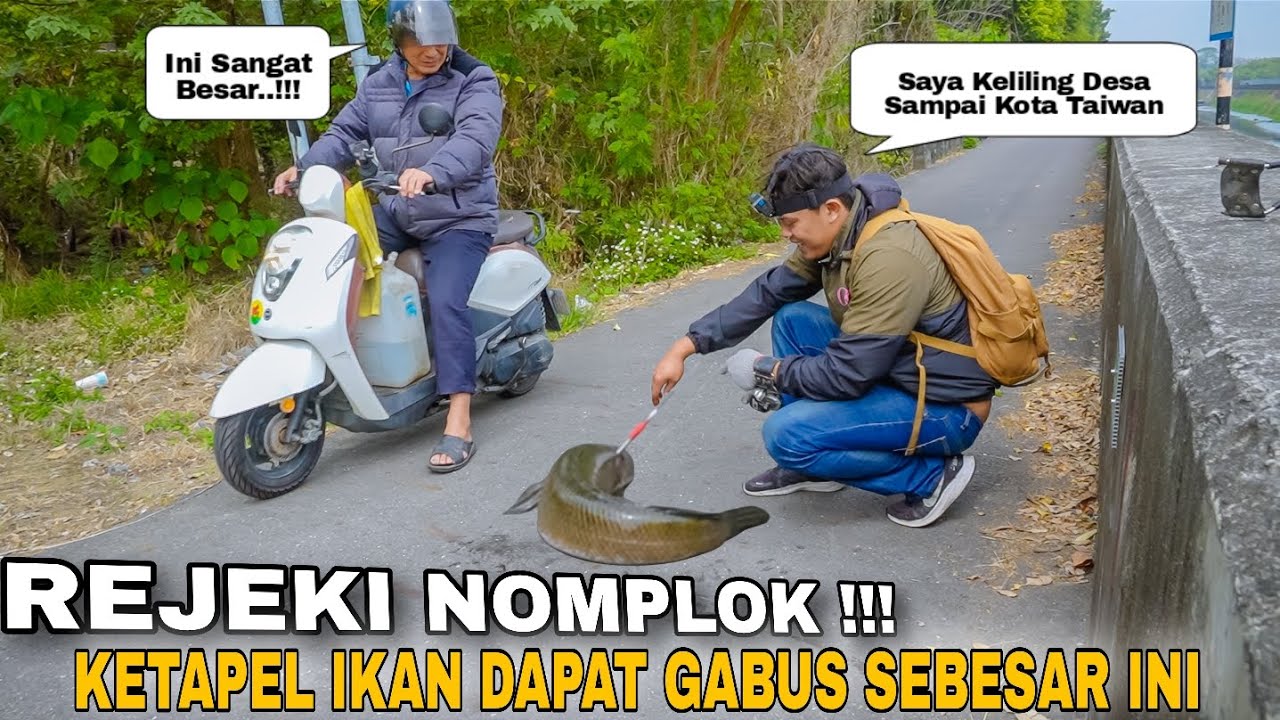 Rejeki Nomplok..!!Ketapel Ikan Dari Desa Sampai Kota Di Taiwan Untuk Berburu Ikan Gabus Besar