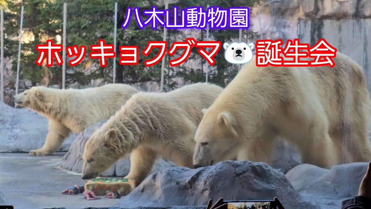 #速報 #八木山動物園 #ホッキョクグマ うみ・そらお誕生会  親子でお食事 #仙台 